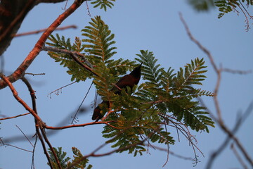 Bird in Tree with Blue Sky--silhouette