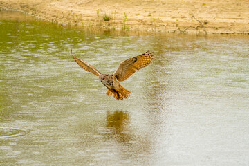 Detailed close up of a wild Eagle Owl. The bird of prey flies with outspread wings just above the water of a lake. Grabs the prey with its paws. Reflection in green water
