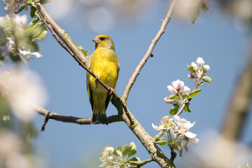 Ein Grünfink sitzt auf einem Ast im blühenden Apfelbaum.