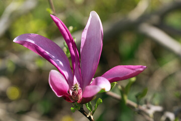 Fototapeta na wymiar blossoming soulangeana Susan flower close-up in spring