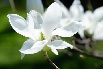 blossoming Magnolia kobus flower close-up in spring