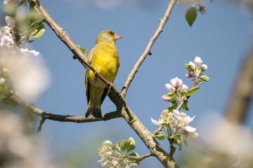 Ein Grünfink sitzt auf einem Ast im blühenden Apfelbaum.
