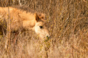 Fototapeta na wymiar Head of a konik horse foal. The cute young animal looks straight into the camera. In the golden reeds