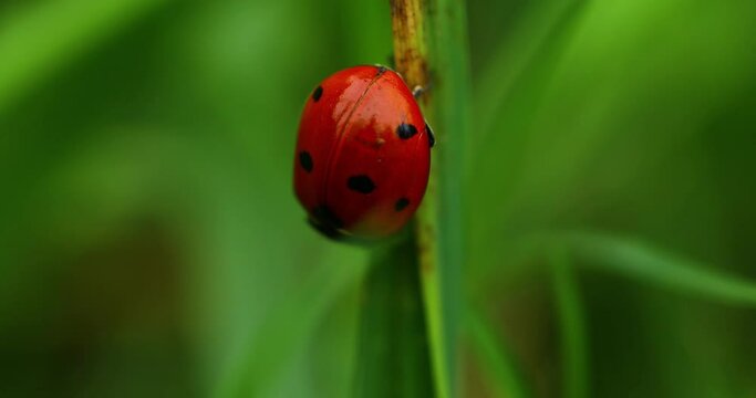 Macro video of a red ladybug