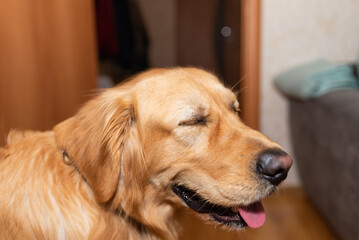 Sleepy Golden retriever dog sitting on the floor at home.golden labrador drowsy portrait.Closeup.Side view.