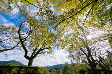 秋の樹木公園