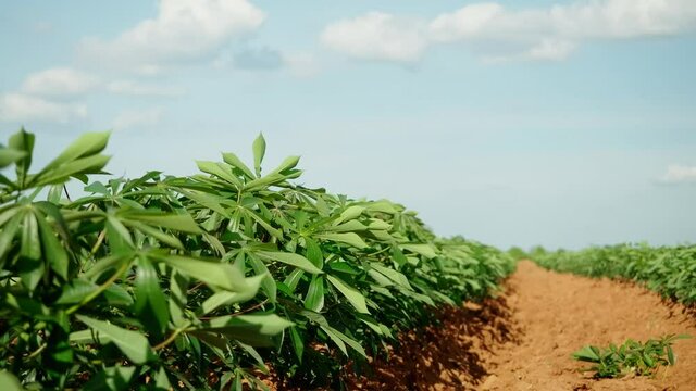 Green leaves cassava,agriculture plantation, Cassava farm