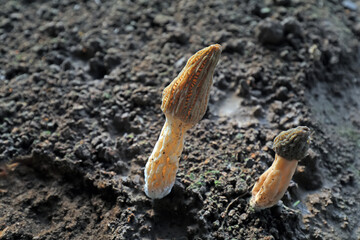 The vigorous growth of Morchella in a greenhouse, North China