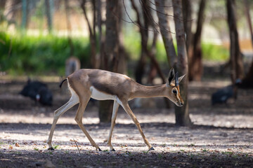 Arabian Reem Gazelle in wildlife conservation park, Abu Dhabi, United Arab Emirates