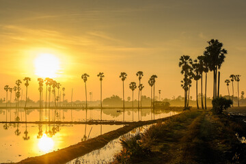 Sugar palm trees on the paddy field in sunrise, Pathum Thani Province, Thailand