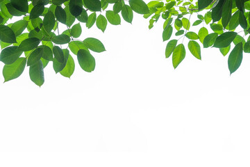 Tree leaf frame on white background