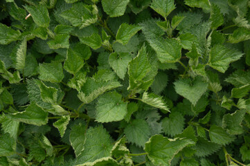 Background of green nettle leaves top view, background, nettle, leaves, nature, texture, green