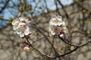 Close-up of blooming white apricot flowers on a branch, on blurred background, white flowers, branches, blurred background, nature, spring