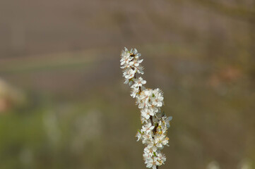 Branch with blossoming cherry blossoms, on a blurred brown background