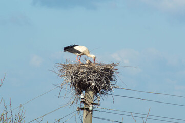 A stork standing in a large nest standing on a pole against a blue sky. Stork and little stork.
