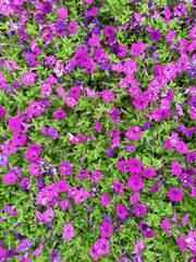 Carpet is made of a beautiful dark pink petunia. Top view.