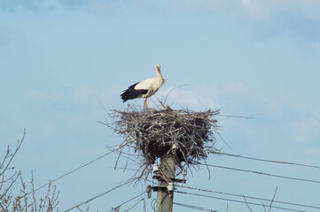 A stork standing in a large nest standing on a pole against a blue sky. Stork and little stork.