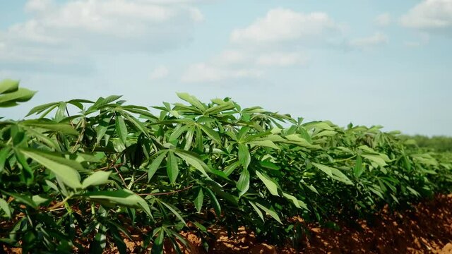 Green leaves cassava,agriculture plantation, Cassava farm