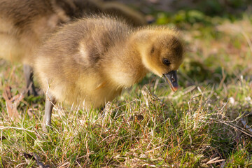 Greylag goose fluffy chick. Search for a food. Close up.