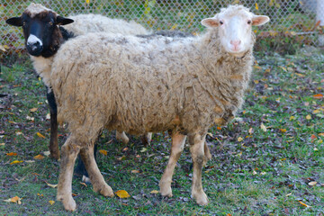 Obraz premium A bright lamb in the yard looks into the frame