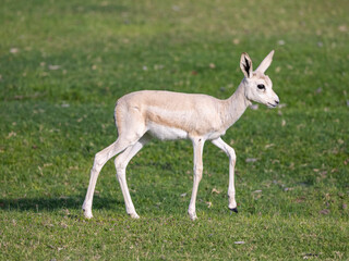 Naklejka na ściany i meble Young Sand Gazelle calf in wildlife conservation park, Abu Dhabi, United Arab Emirates