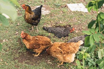 set of hens walking on the grass in the garden and others lying down in a hole in the ground to incubate eggs and hatch chicks
