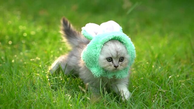 Cute persian kitten wearing rabbit hat walking in the park2