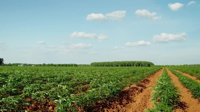 Green leaves cassava,agriculture plantation, Cassava farm