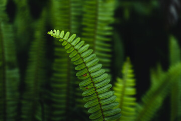 Fern leaves background in nature