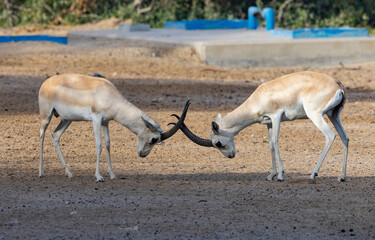 Rucking Sand Gazelles in wildlife conservation park, Abu Dhabi, United Arab Emirates