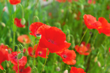 Naklejka premium Poppy flowers or papaver in garden. Spring nature background