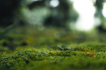 green leaves natural background