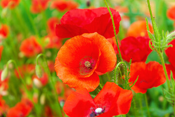Poppy flowers or papaver in garden. Spring nature background