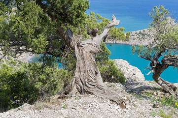 Old relict treelike juniper  with curved trunk.