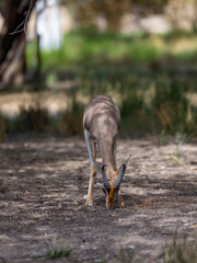 Arabian Reem Gazelle in wildlife conservation park, Abu Dhabi, United Arab Emirates