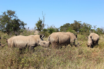 Breitmaulnashorn / Square-lipped rhinoceros / Ceratotherium Simum