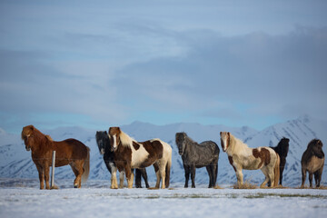 group of icelandic horses in the snow
