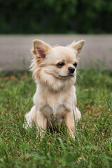 Miniature fluffy pocket purebred dog. Small breed dog show. Long haired Chihuahua of light color sits in park on green grass and poses.