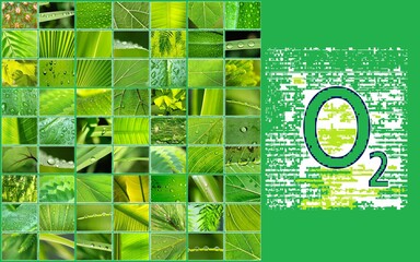 COLLAGE HOJAS Y OXÍGENO