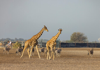 Herd of Giraffes in a wildlife conservation park, Abu Dhabi, United Arab Emirates
