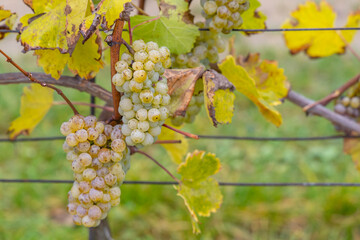 Grapes Riesling in autumn vineyard, Southern Moravia, Czech Republic