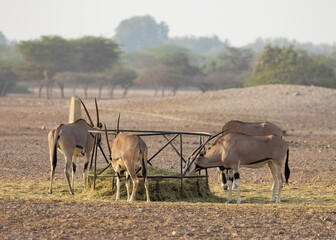 Gemsbok Antelope (South African Oryx) at a wildlife conservation park in Abu Dhabi, United Arab...