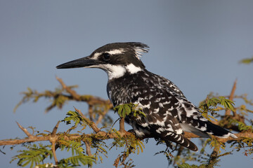 Graufischer / Pied kingfisher / Ceryle rudis