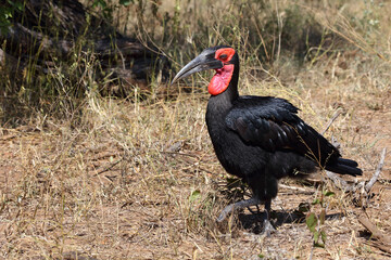 Kaffernhornrabe / Southern ground hornbill / Bucorvus leadbeateri