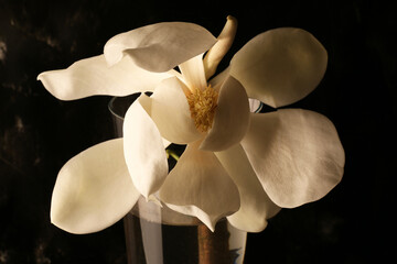 Still life con profumati fiori di magnolia recisi in vaso. Petali dalle delicate tonalità bianco e...