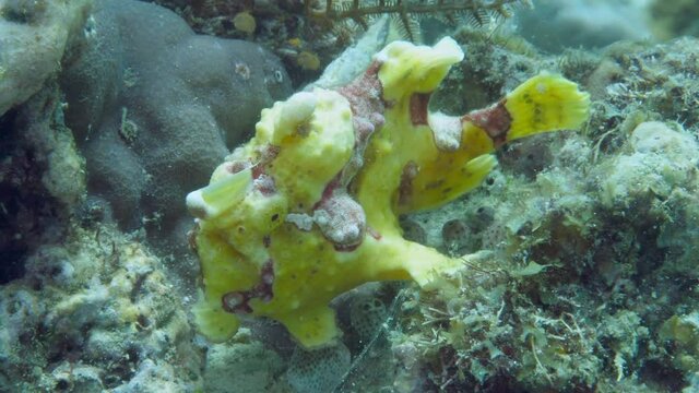 A yellow frogfish or anglerfish is floating underwater looking for food. The anglerfish are fish of the teleost order Lophiiformes. They are bony fish named for its characteristic mode of predation.