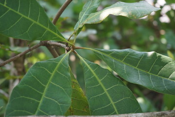 The cashew tree (Anacardium occidentale) with natural background. cashew tree (Anacardium occidentale) is a tropical evergreen tree that produces the cashew seed and the cashew apple.