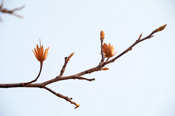 Liriodendron's dried flowers in the sky, North China