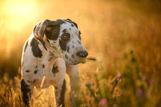 Curious Dalmatian dog standing in grass
