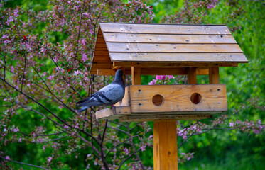 An ordinary gray pigeon sits on a wooden feeder in a public park against the background of flowering trees.